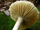 Amanita onusta image