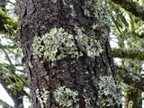 Parmotrema crinitum image