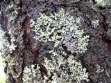 Parmotrema crinitum image