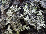 Parmotrema crinitum image