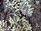 Parmotrema crinitum image