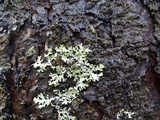 Parmotrema crinitum image