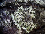 Parmotrema crinitum image