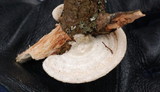 Trametes hirsuta image