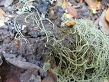 Usnea ceratina image