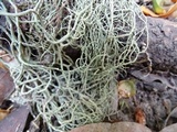 Usnea ceratina image