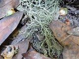 Usnea ceratina image