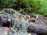 Usnea ceratina image
