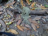Usnea ceratina image