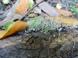 Usnea ceratina image