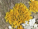 Xanthoria weberi image
