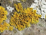 Xanthoria weberi image