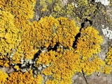 Xanthoria weberi image