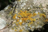 Xanthoria weberi image