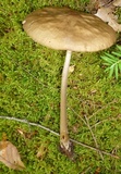 Oudemansiella furfuracea image
