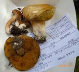 Xanthoconium affine image