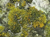 Xanthoria weberi image