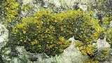 Xanthoria weberi image