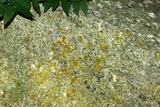 Xanthoria weberi image
