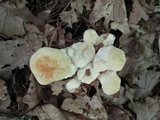 Bondarzewia berkeleyi image