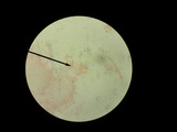 Collybiopsis luxurians image