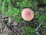Lactarius camphoratus image