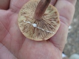 Lactarius camphoratus image