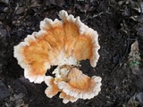 Laetiporus cincinnatus image