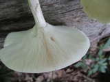 Melanoleuca alboflavida image