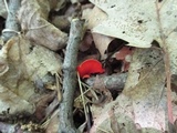 Sarcoscypha occidentalis image