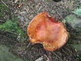 Tricholoma aurantium image