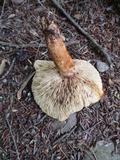 Tricholoma aurantium image
