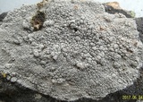 Lecanora rupicola var. rupicola image