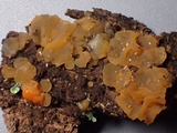 Dacrymyces capitatus image
