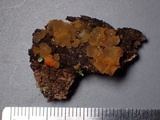 Dacrymyces capitatus image