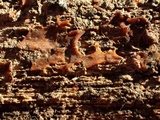 Dacrymyces capitatus image