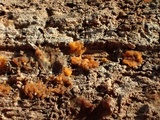 Dacrymyces capitatus image