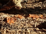Dacrymyces capitatus image