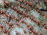 Nectria pseudotrichia image