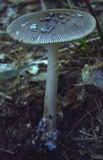 Amanita rhacopus image