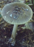 Amanita rhacopus image