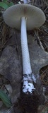 Amanita rhacopus image