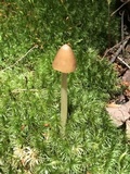 Entoloma cetratum image