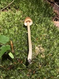 Entoloma cetratum image