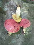 Boletus miniato-olivaceus image