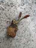 Elaphocordyceps ophioglossoides image