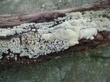 Ceratiomyxa fruticulosa var. fruticulosa image