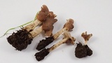 Helvella compressa image