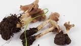 Helvella compressa image