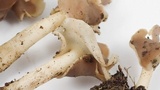Helvella compressa image